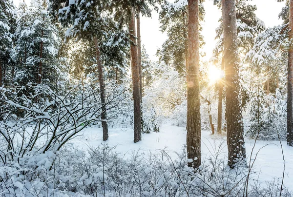 冬季公园的积雪在阳光灿烂的日子 — 图库照片
