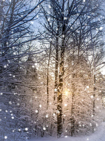 Parque Invierno Nieve Día Soleado — Foto de Stock