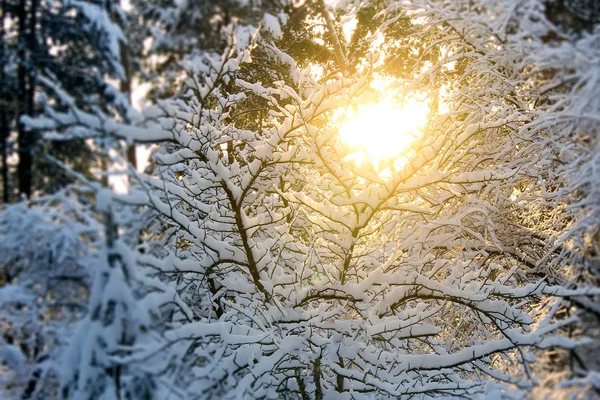 Όμορφο Χειμωνιάτικο Τοπίο Στο Ηλιοβασίλεμα Δέντρα Στο Χιόνι — Φωτογραφία Αρχείου