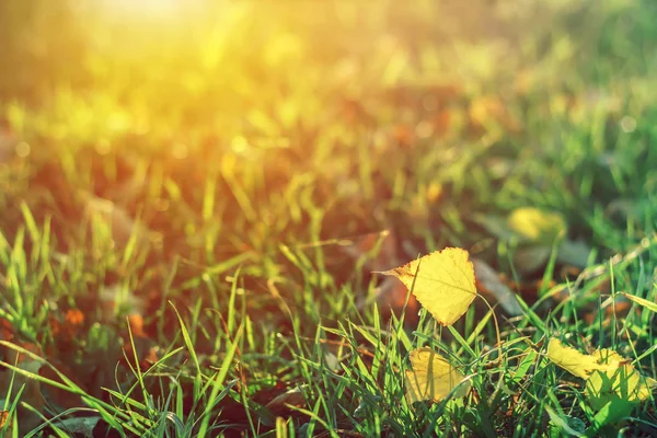 Autumn Leaves Grass Sunny Morning Light — Stock Photo, Image