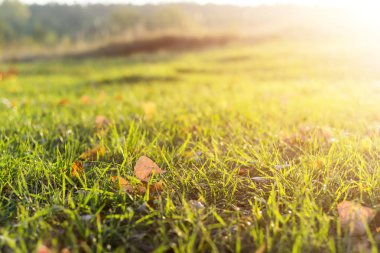 Güneşli sabah ışık çimenlerin üzerinde sonbahar yaprakları.