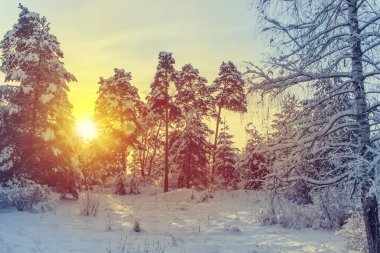 güneşli bir gün kar kış parkı