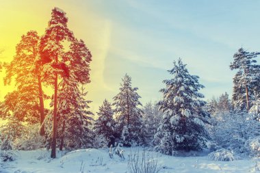 Karda güneşli bir çam ormanı