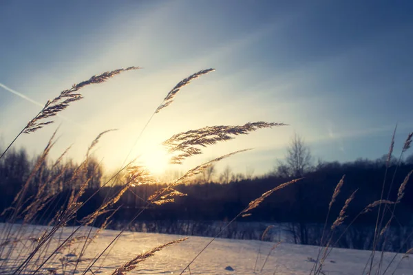Tráva Zimě Slunce — Stock fotografie
