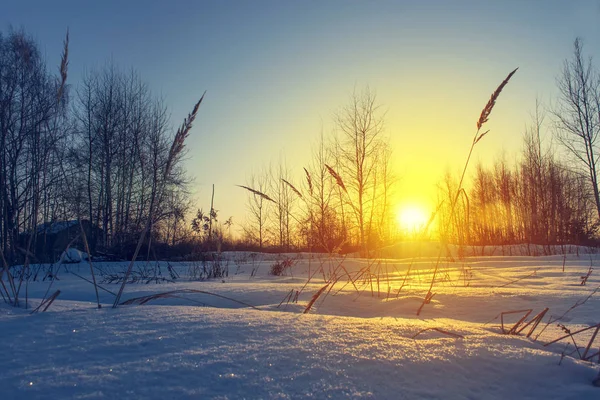 Frosty grass at winter sunset.