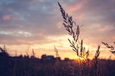 Güzel yaz gün batımı sahne ayarı güneş ışınlarının çim ile.