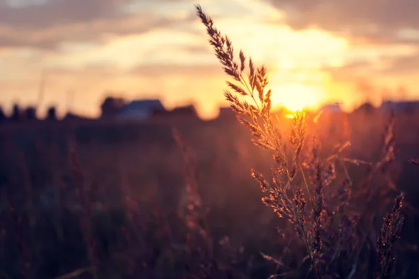 Beautiful Summer Sunset Scene Grass Rays Setting Sun — Stock Photo, Image