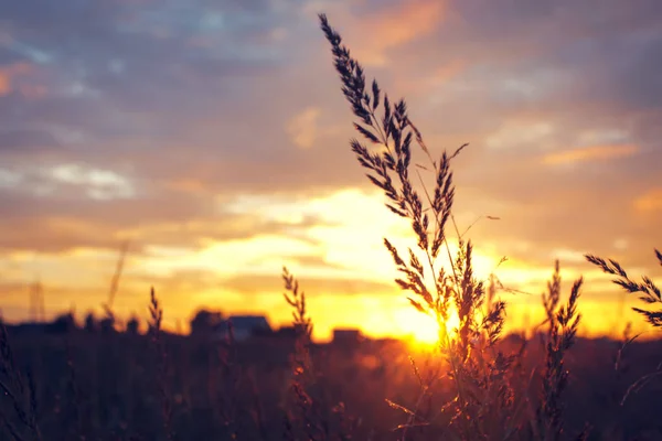 Mooie Zomerse Zonsondergang Scène Met Gras Stralen Van Ondergaande Zon — Stockfoto