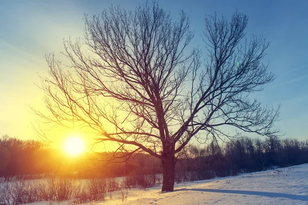 Západ slunce na pozadí zimní přírody — Stock fotografie