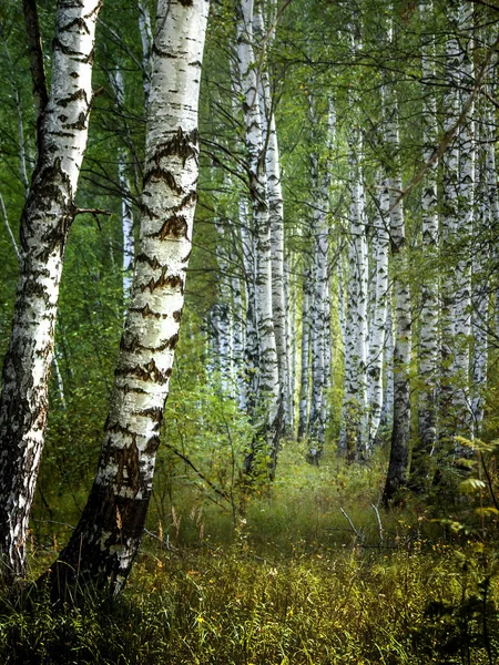 White birch trees with beautiful birch bark in a birch grove. Vertical view. — Stock Photo, Image