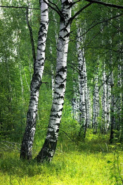 White birch trees with beautiful birch bark in a birch grove. Vertical view. — Stock Photo, Image