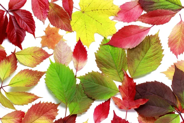 Herbstorangefarbene Blätter auf weißem Hintergrund. Herbstblätter isoliert auf weißem Hintergrund. — Stockfoto