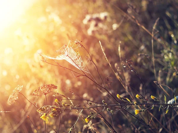 Una telaraña contra el amanecer en el campo. — Stockfoto