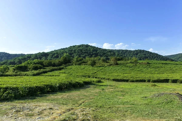 Grönt te blad växer i bergen. I solljus. — Stockfoto