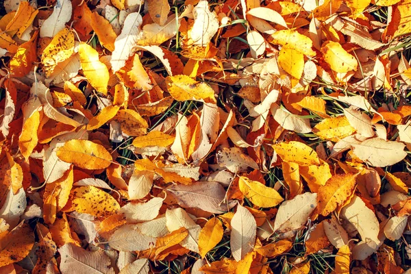 Texture colorée feuilles d'automne. Fond d'automne . — Photo