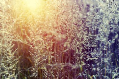 Güzel yaz gün batımı sahne ayarı güneş ışınlarının çim ile.