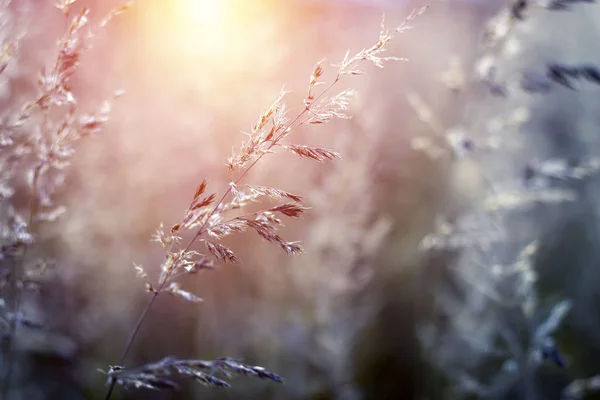 Mooie zomerse zonsondergang scène met gras in de stralen van de ondergaande zon. — Stockfoto