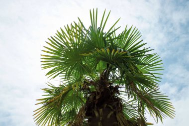 Mavi gökyüzüne karşı palmiye ağaçları. yaz arkaplanı.