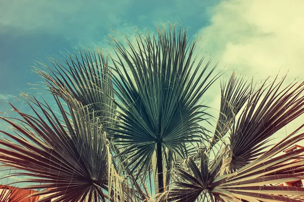 レトロなスタイルの青い空とヤシの木 — ストック写真