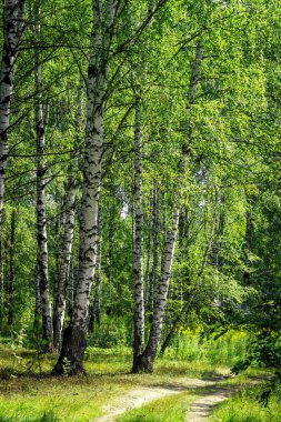 Yaz huş ormanlar güneş ışığı altında.