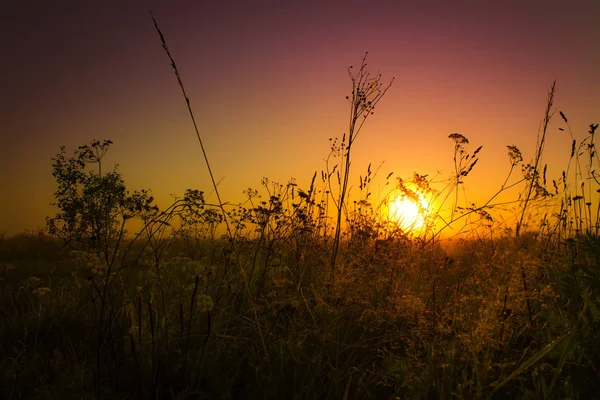 Hierba Amanecer Los Prados —  Fotos de Stock