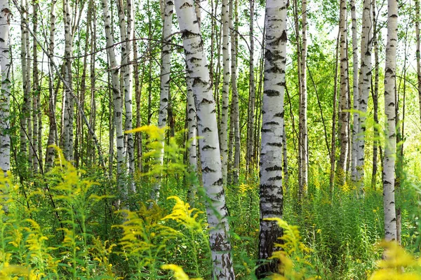 Summer Birch Forests Sunlight — Stock Photo, Image