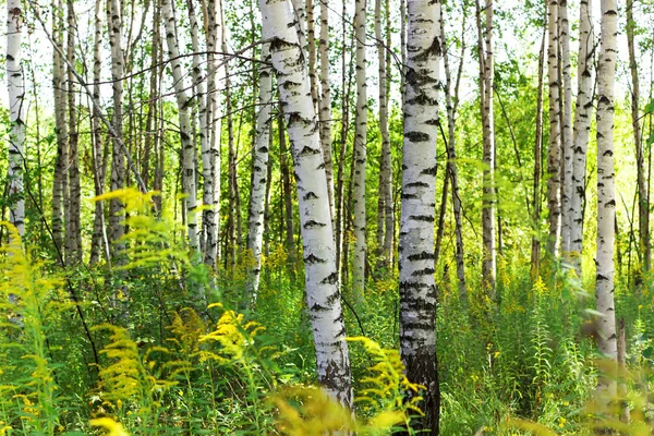 Summer Birch Forests Sunlight — Stock Photo, Image