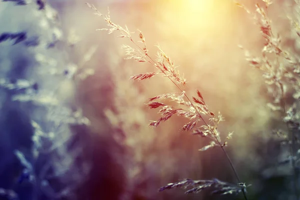 Zomer Landschap Met Plant Stralen Van Ondergaande Zon — Stockfoto