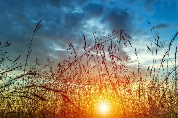 Summer Landscape Plant Rays Setting Sun — Stock Photo, Image