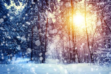 güzel kış manzara orman, ağaçlar ve gündoğumu. winterly sabah yeni bir gün. Kar, Noel yatay.