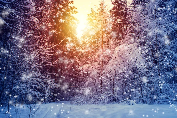 Wunderschöne Winterlandschaft mit Wald, Bäumen und Sonnenaufgang. winterlicher Morgen eines neuen Tages. Weihnachtslandschaft mit Schnee. — Stockfoto