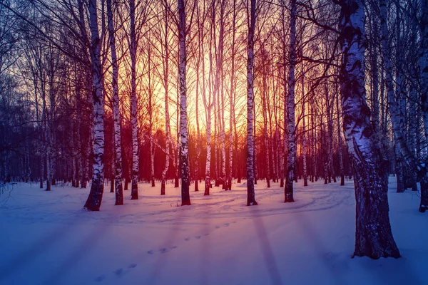 Зимний пейзаж в лесу белых берез на рассвете или на закате. Длинные синие тени на розовом снегу . — стоковое фото