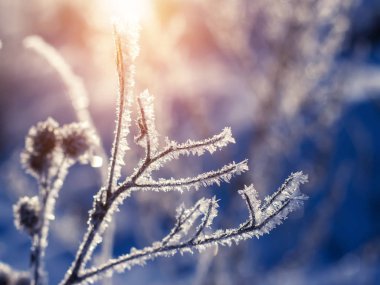 Frost'un güneşli bir kış çim üzerinde