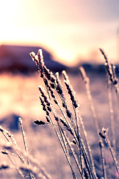 Schilf Vor Blauem Himmel Winter — Stockfoto