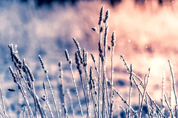 Hoarfrost Hierba Seca Hierba Esmerilada Frío Día Invierno Fondo Natural —  Fotos de Stock