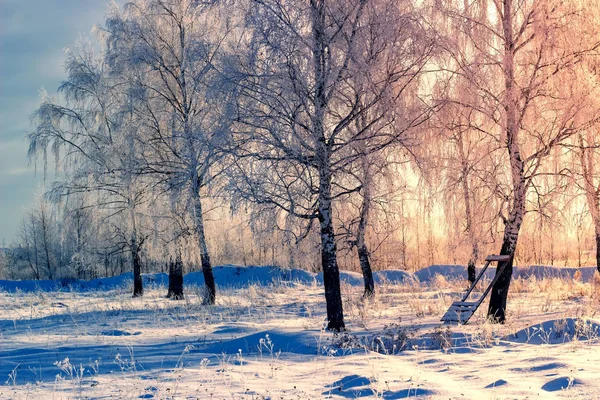 Verschneiter Birkenwald Und Sonnenlicht — Stockfoto