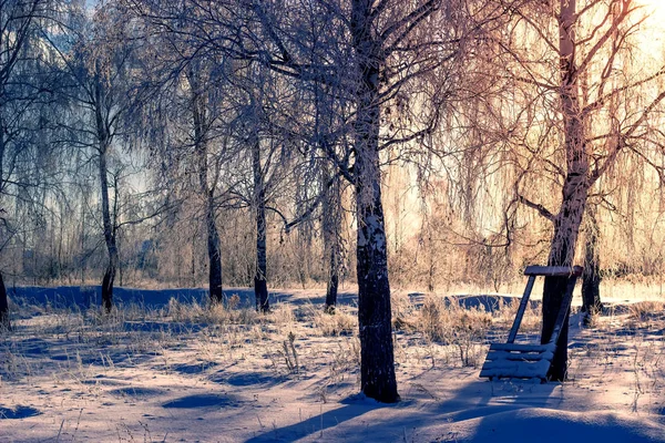 Снежный Березовый Лес Солнце — стоковое фото