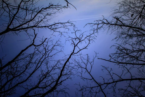 Paisaje Misterioso Nocturno Tonos Fríos Siluetas Las Ramas Desnudas Los —  Fotos de Stock