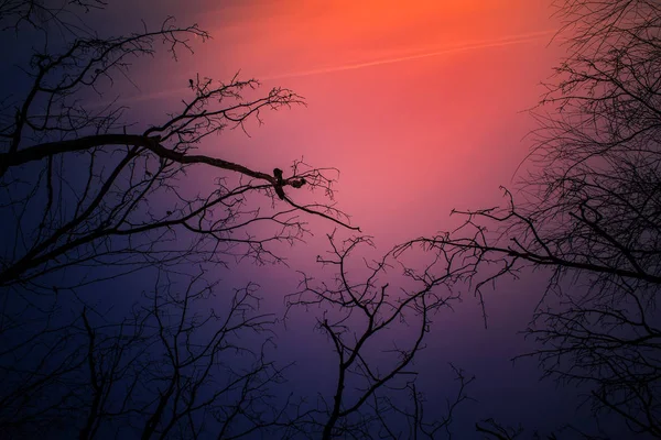 Nacht Geheimnisvolle Landschaft Kalten Tönen Silhouetten Der Kahlen Äste — Stockfoto