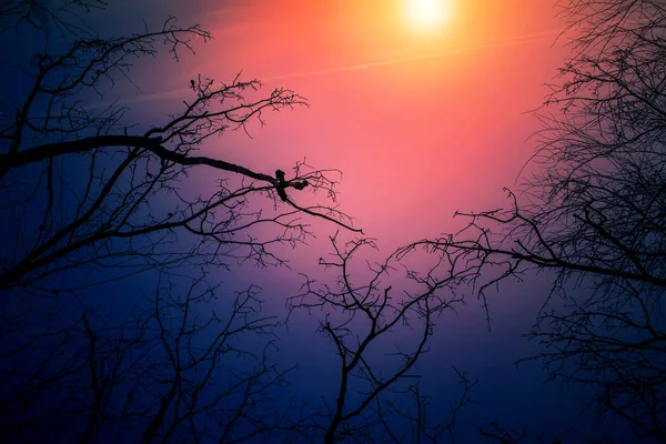 Night mysterious landscape in cold tones - silhouettes of the bare tree branches.