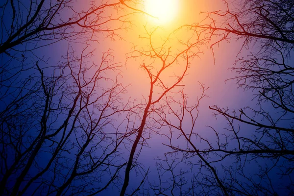 Tajemniczy Krajobraz Nocny Niskich Tonów Sylwetki Gołe Gałęzie — Zdjęcie stockowe