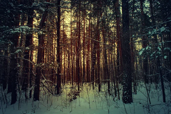 Manhã de inverno em uma floresta de pinheiro. Inverno na Rússia . — Fotografia de Stock