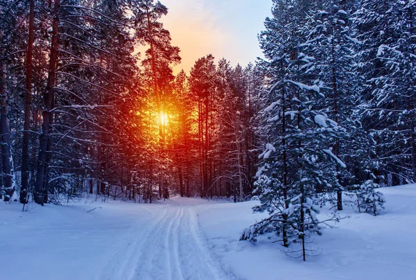 Pista Esquí Bosque Soleado Invierno — Foto de Stock