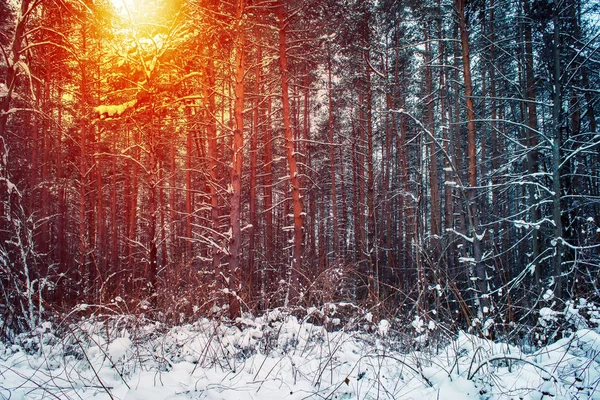 Зимнее Утро Сосновом Лесу — стоковое фото