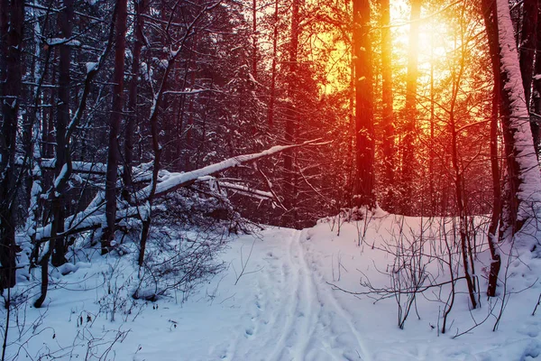 Pista Esquí Bosque Soleado Invierno — Foto de Stock