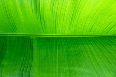 Yaprak arka plan, yeşil yaprak, yaprak yeşil arka plan dolu.