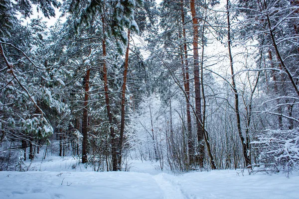 Красивый Зимний Сосновый Лес России — стоковое фото