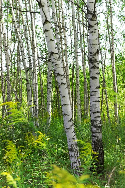 Summer Birch Forests Sunlight — Stock Photo, Image