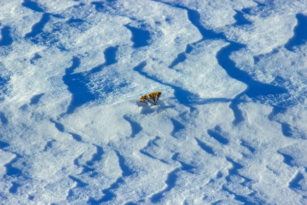 Changing Climate Frozen Dry Grass Snow — Stock Photo, Image