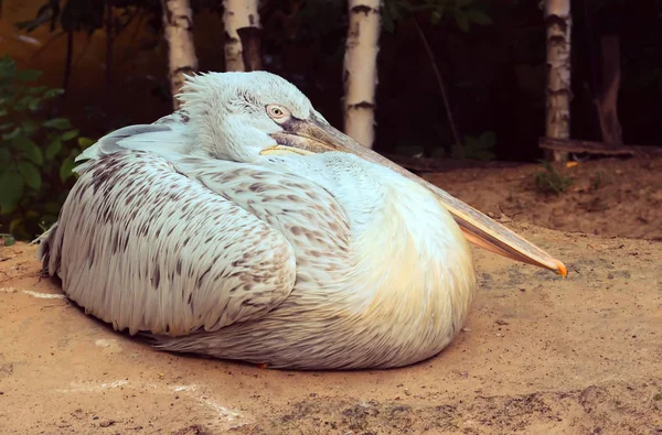 Ensam Pelican Liggande Sanden — Stockfoto